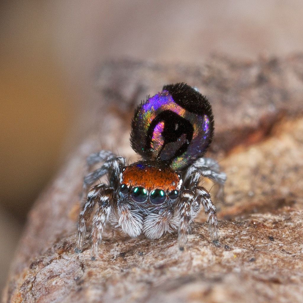 Peacock Spider 