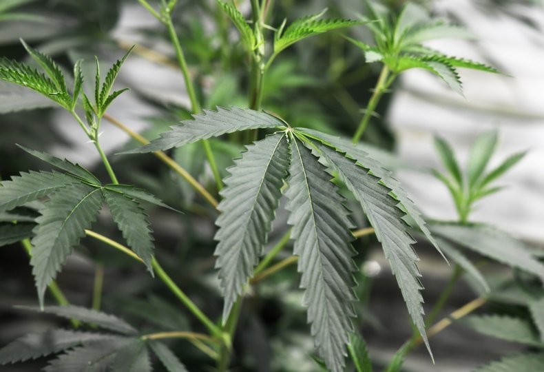 01_04_Legal_Marijuana