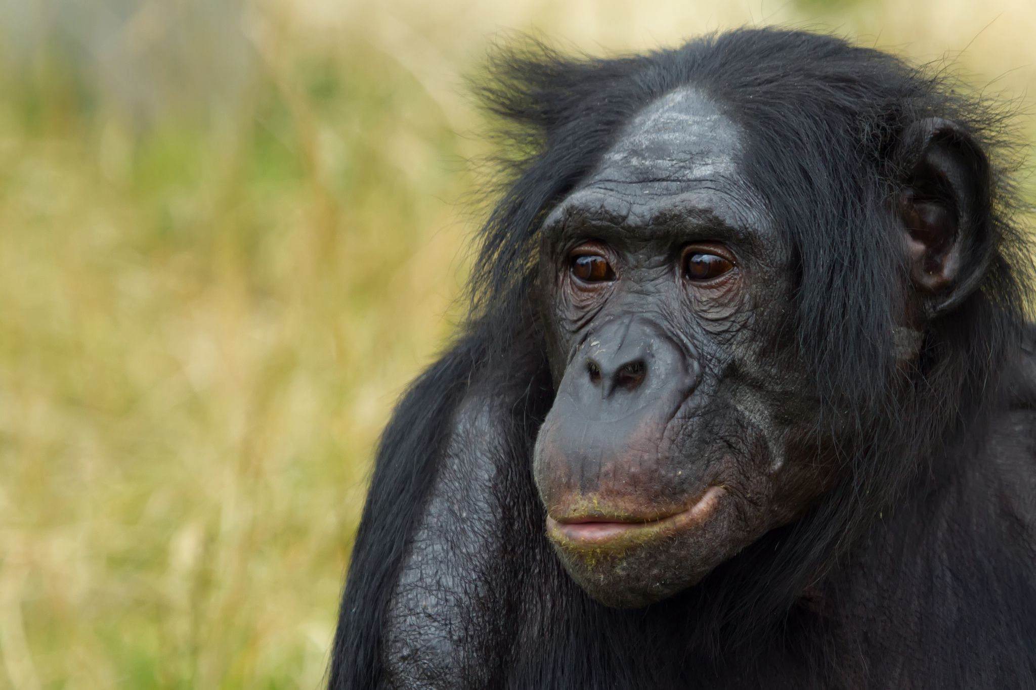 Bonobos, Our Closest Animal Relatives, Like Bullies And Jerks - Newsweek