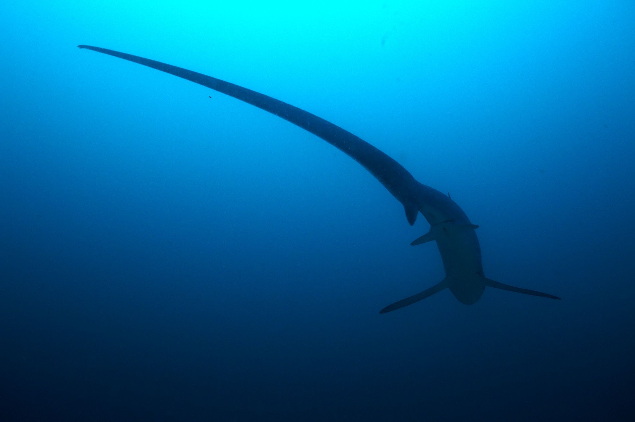 Thresher_shark