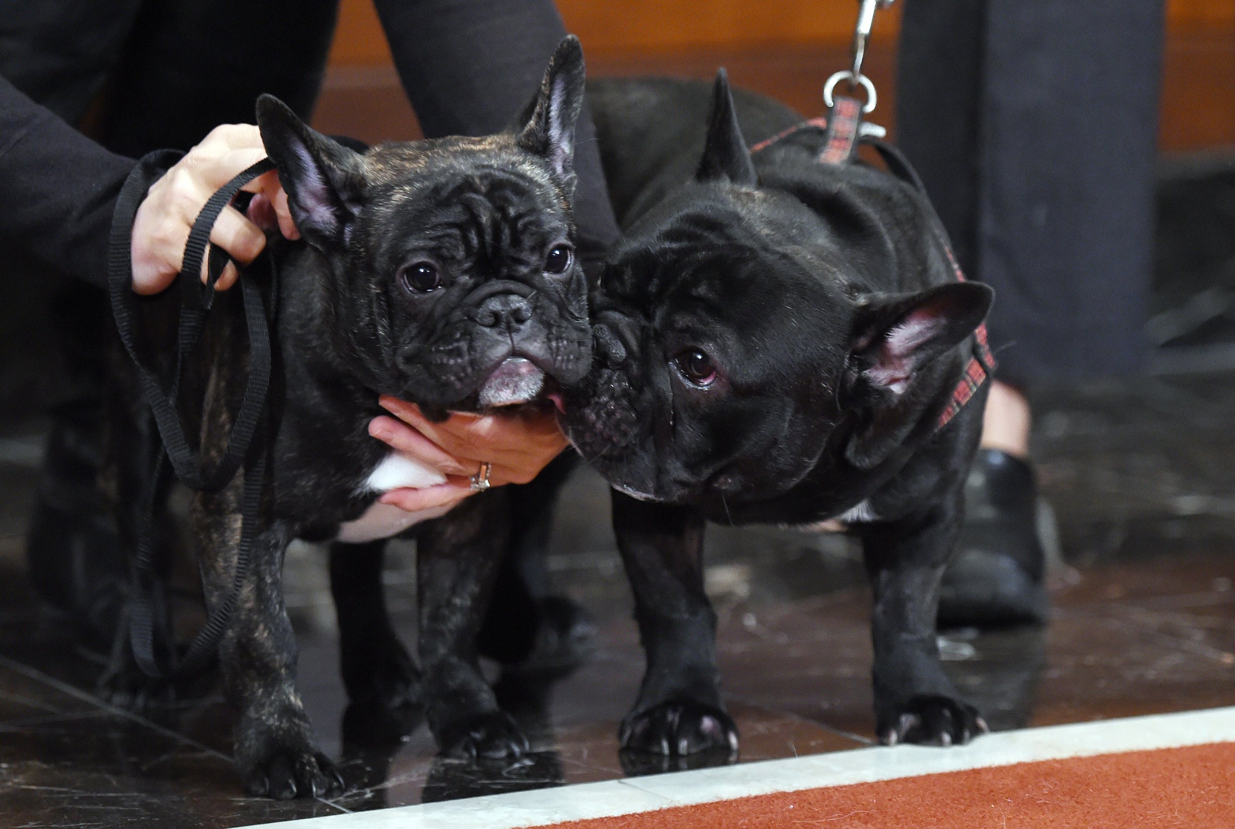 12-reasons-why-you-should-never-own-french-bulldogs