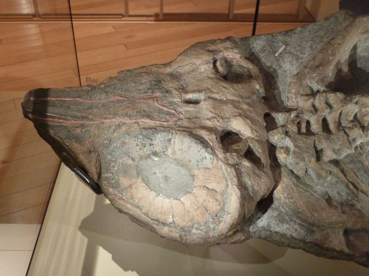 Ichthyosaur_skull_with_sclerotic_ring,_New_Walk_Museum