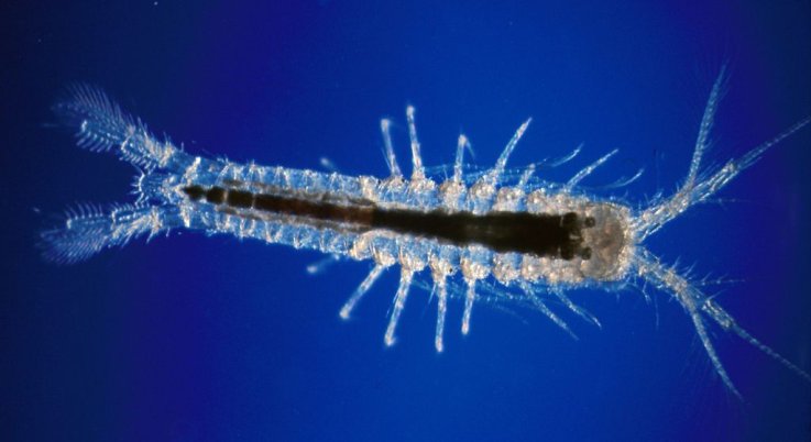 01_08_Bermuda_cave_crustacean 01_08_Bermuda_cave_crustacean
