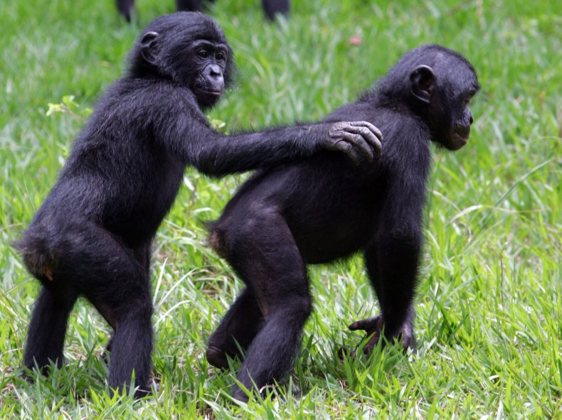 file bonobos