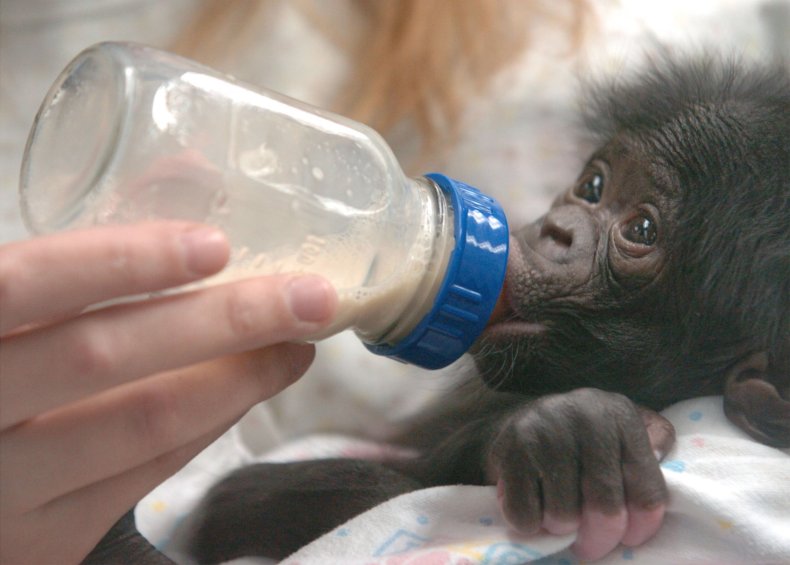bonobo bottlefeeding