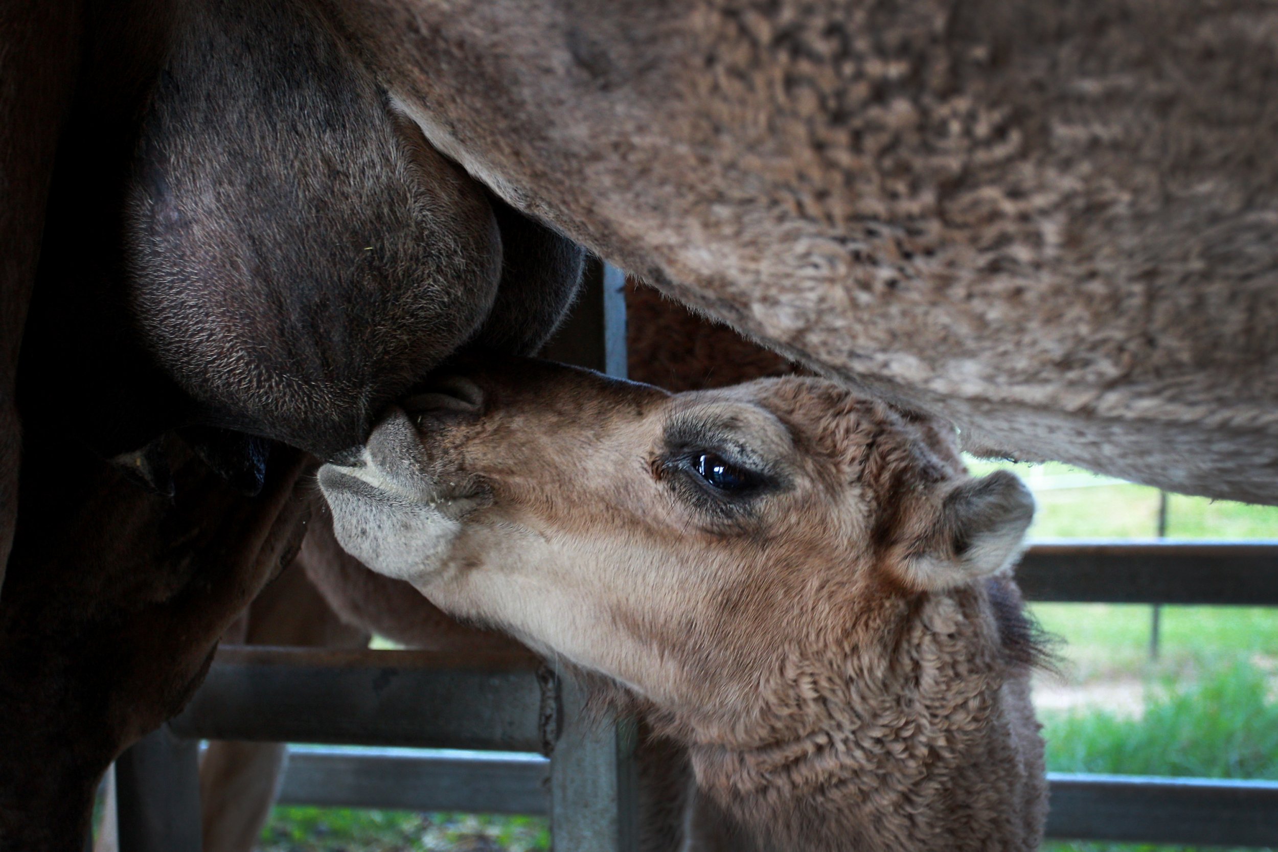 01_09_Camel_Milk