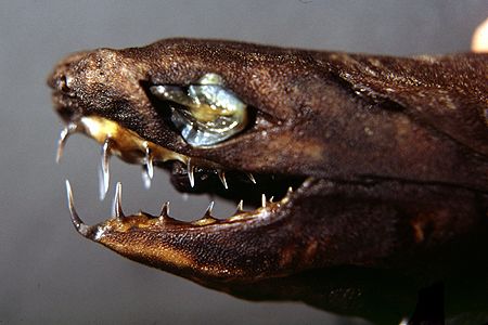 Trigonognathus_kabeyai_head_2