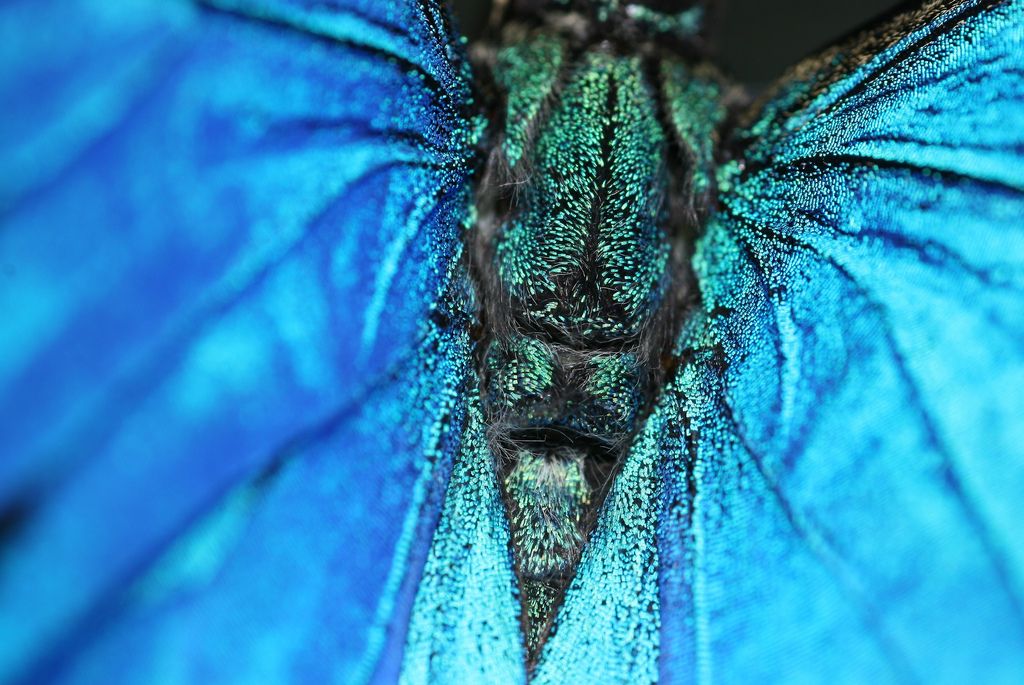 Papilio_Ulyses_Butterfly_Macro