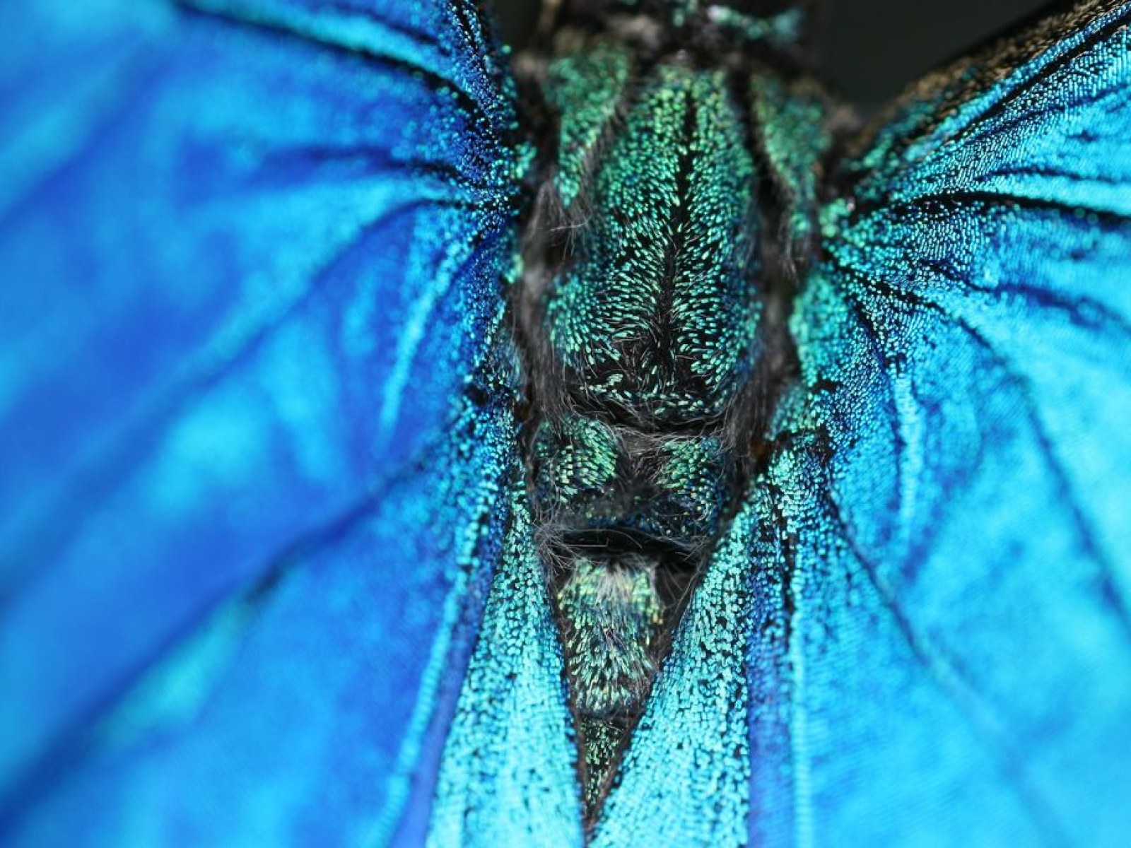 Papilio Ulysses Butterfly