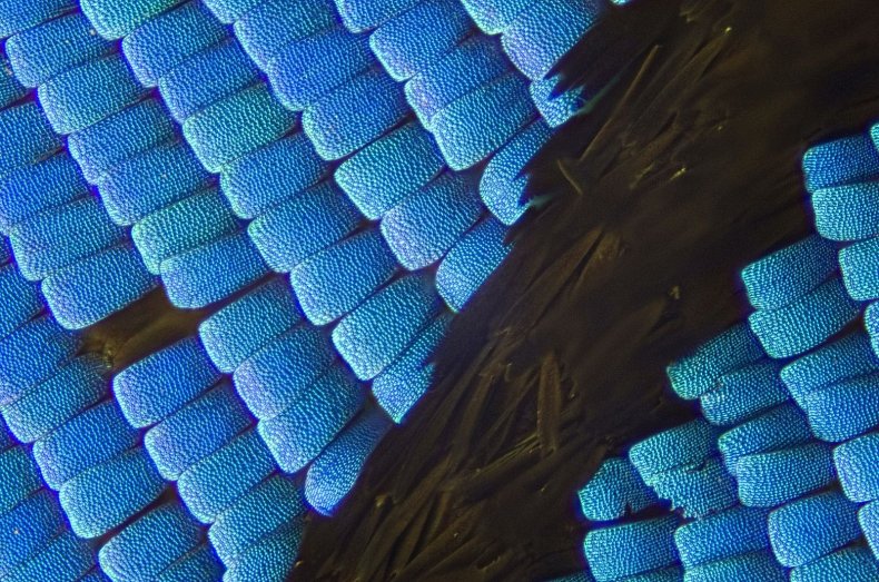 Macro_Butterfly_Wing_Scales
