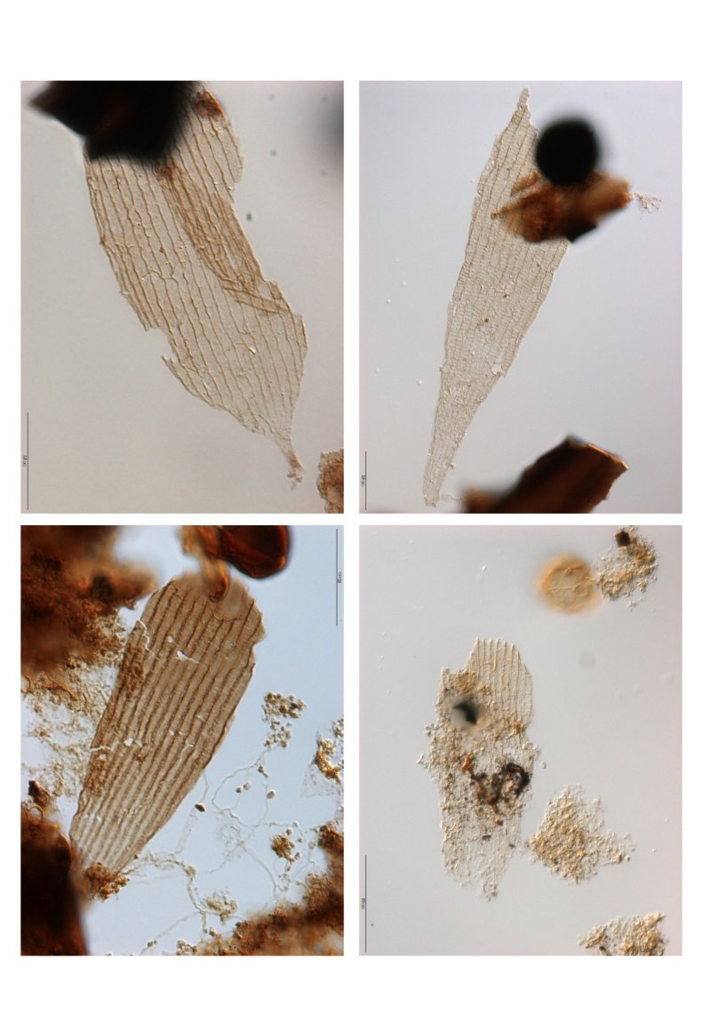 ancientwingscales_butterfly_moth