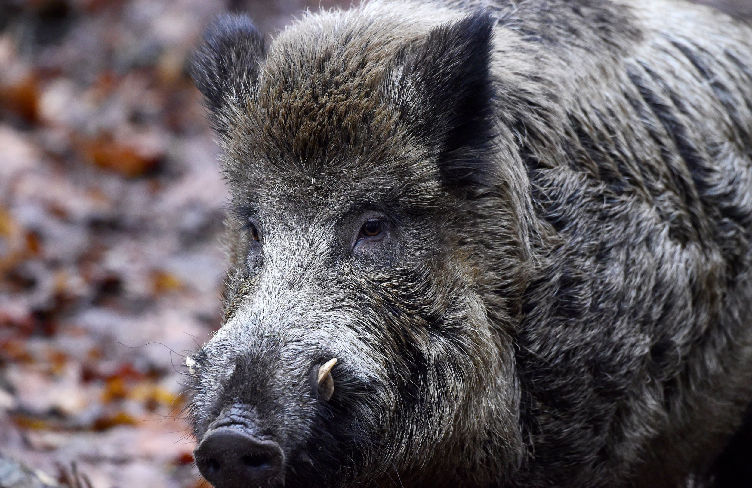 Wild Pigs Attack