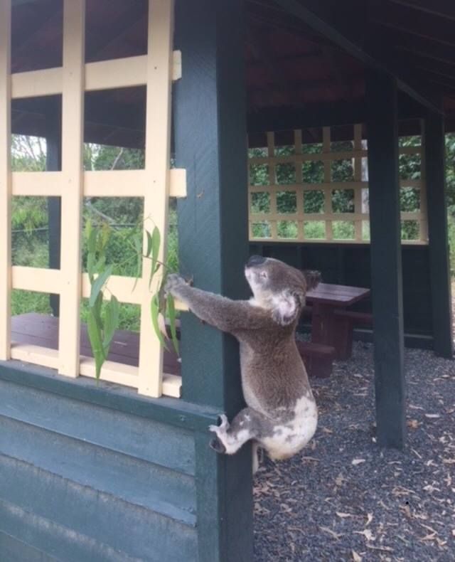 Dead Koala Screwed To Pole In Australia Park Sparks Outrage