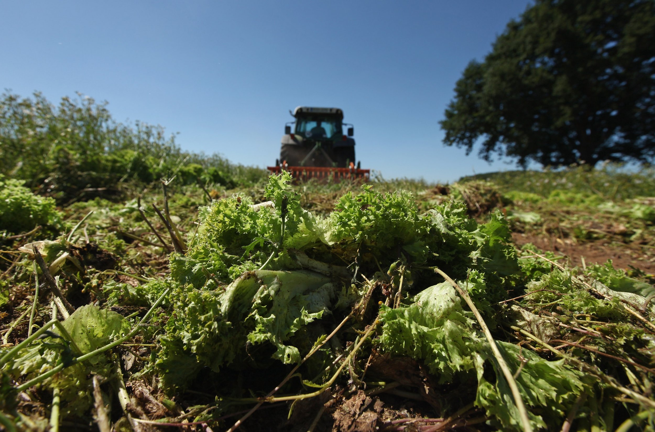 E. Coli Outbreak From Salad Grows As CDC Reports 24 People Infected ...