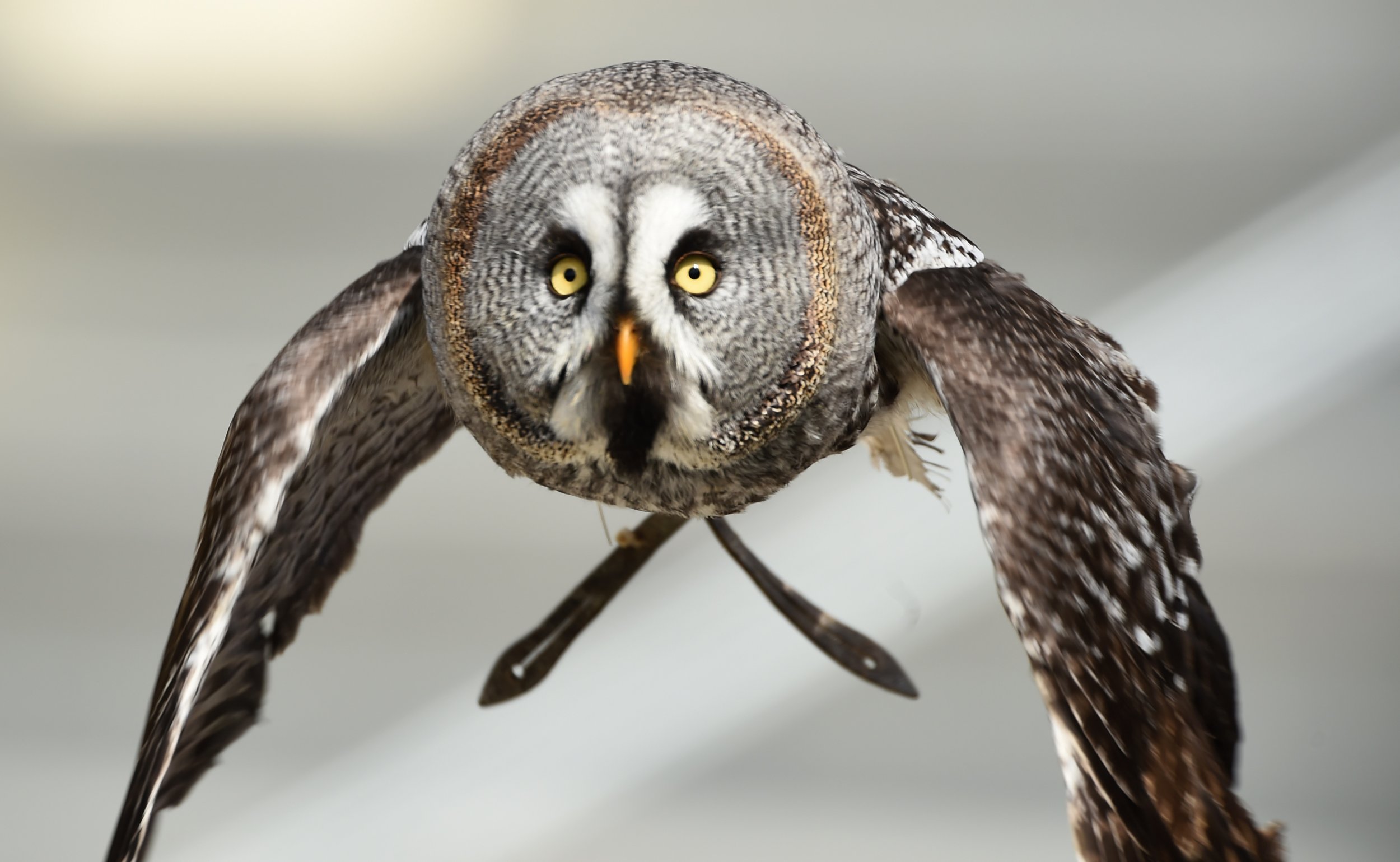 Owls Are Attacking People And Dogs In Wake Of Cold Weather Newsweek   1 11 Owl 