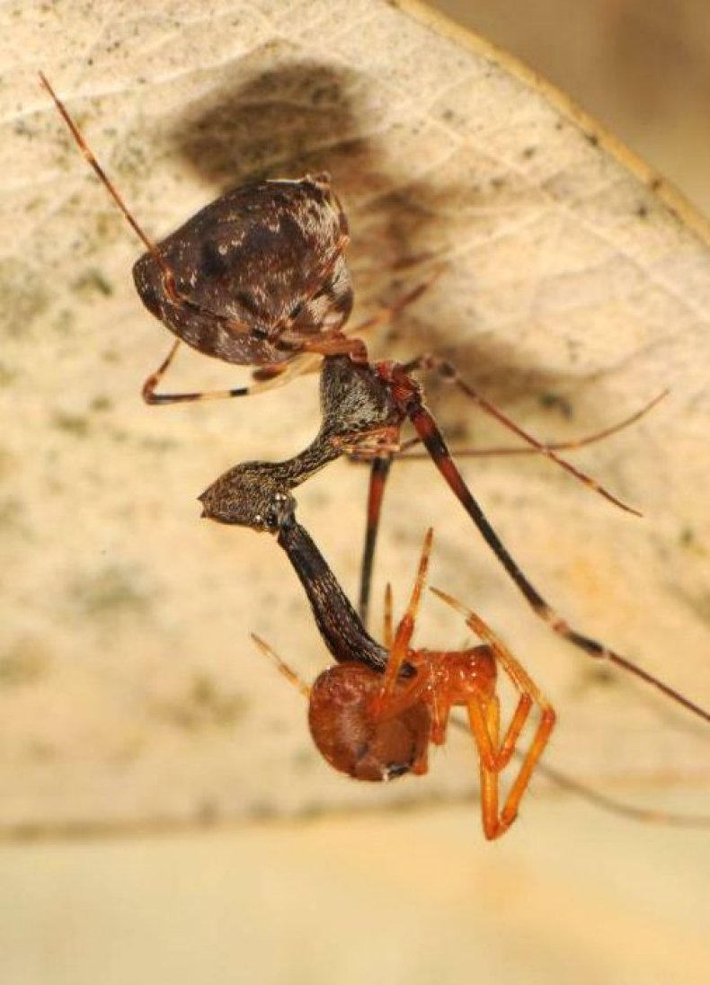PelicanSpider