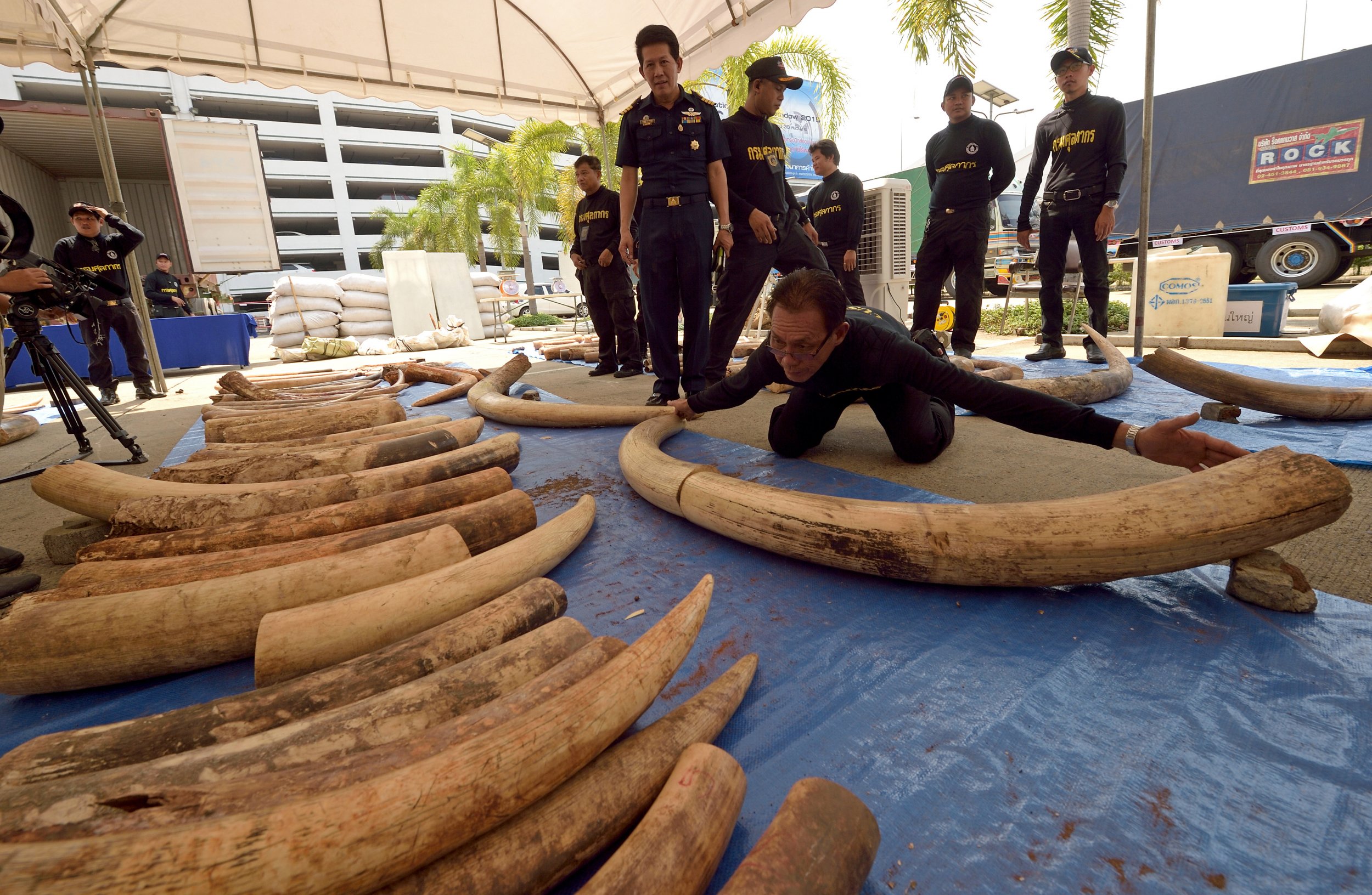 Elephant Tusks Worth Almost Half a Million Dollars Seized At Bangkok