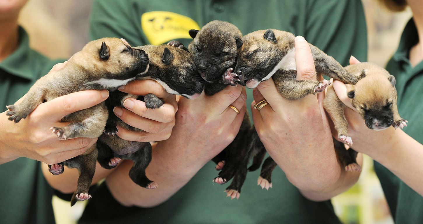 french bulldog trade me