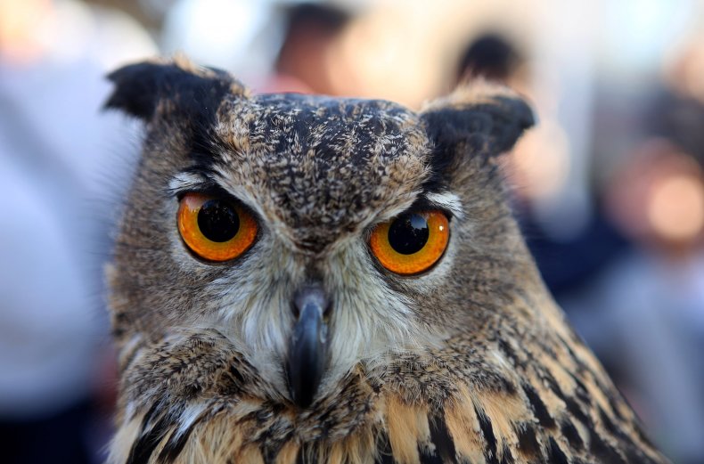 01_21_owl