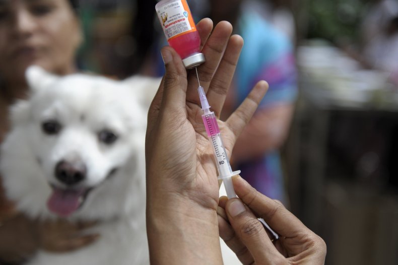 Rabies vaccination white dog