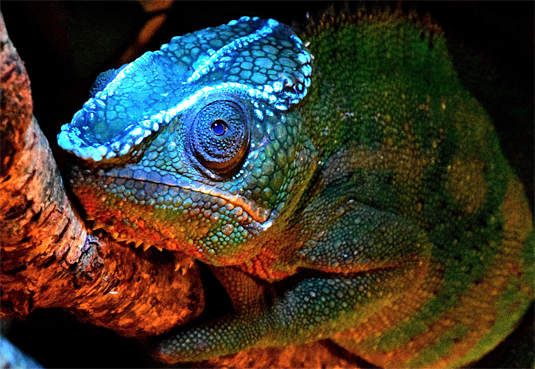 1_17_Glowing Chameleon