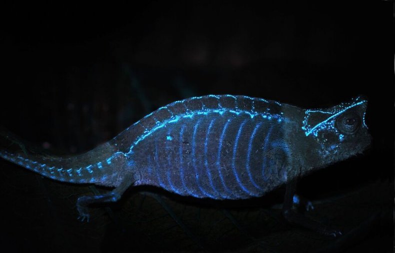 1_17_Glowing Chameleon Skeleton