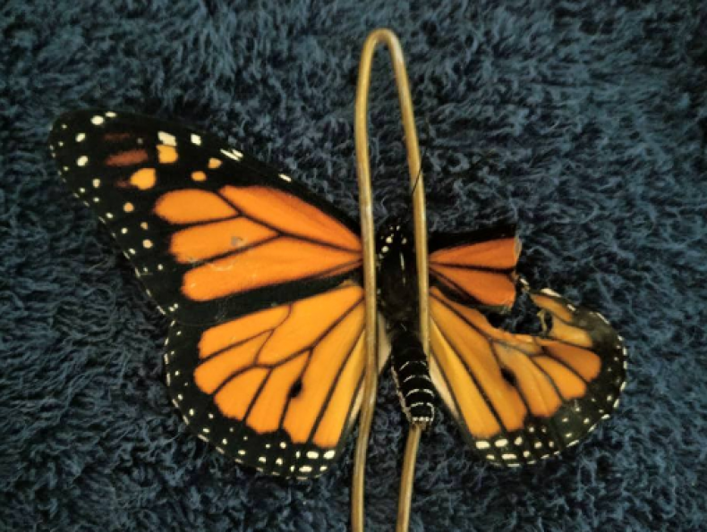 butterfly 2