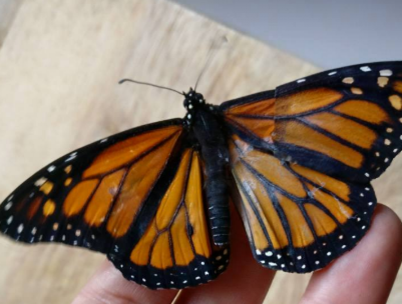 butterfly 3