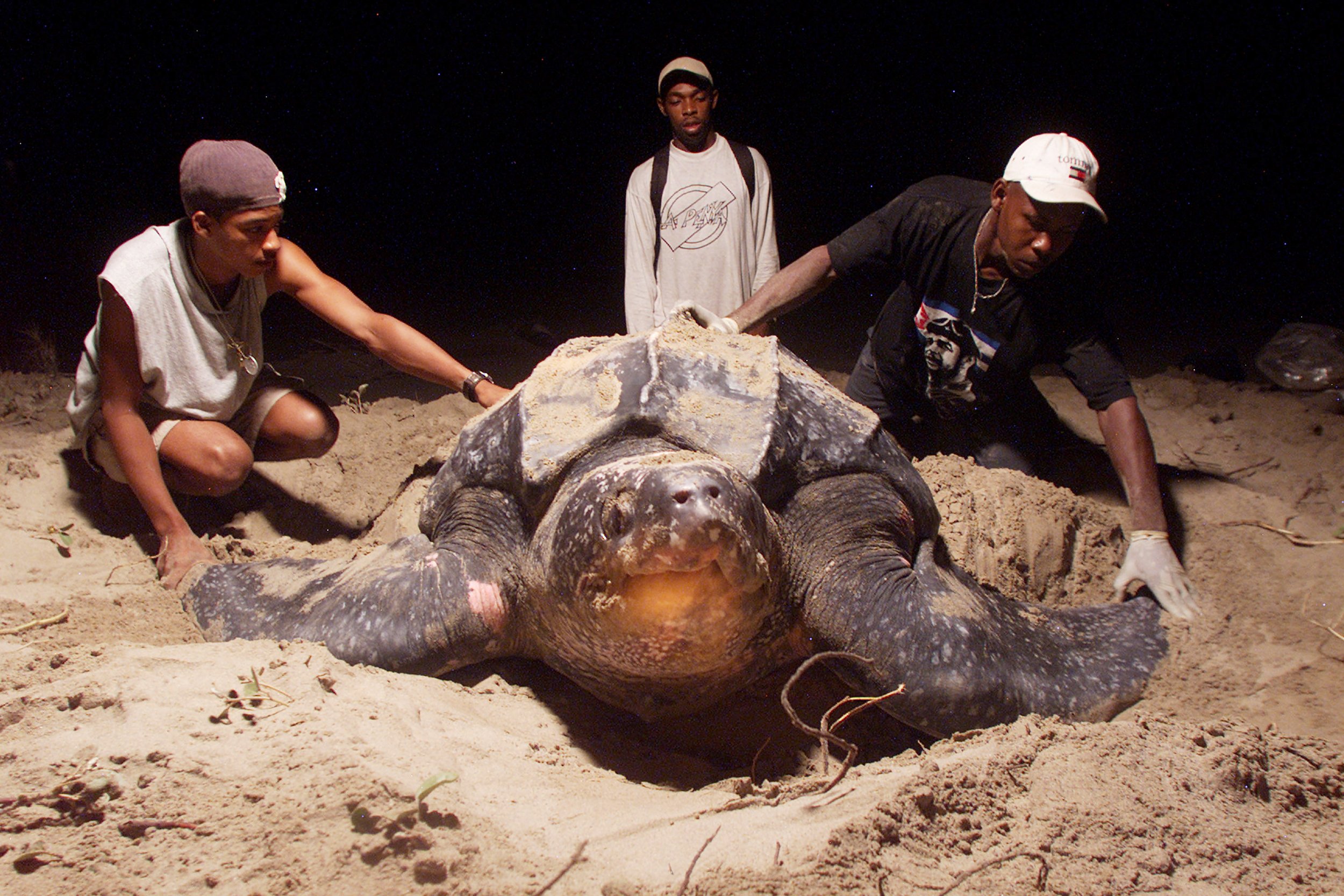 Fishing Group Wants World's Largest Sea Turtle off