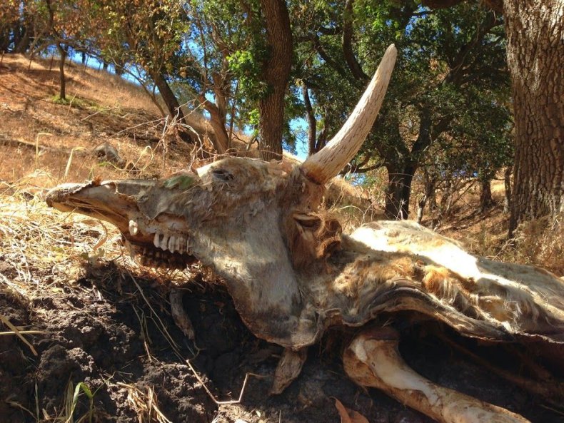 MummifiedBull