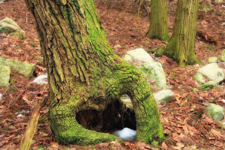 Chestnut Oak