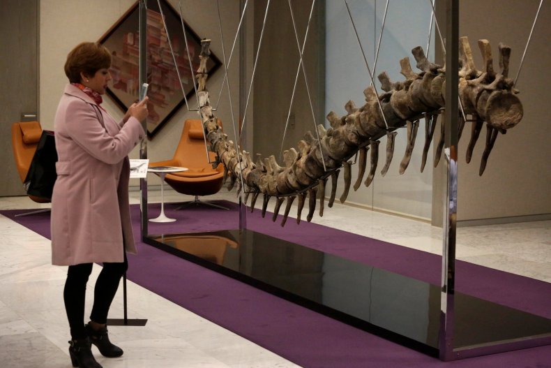 1_21_Dinosaur Tail on Display 1_21_Dinosaur Tail on Display