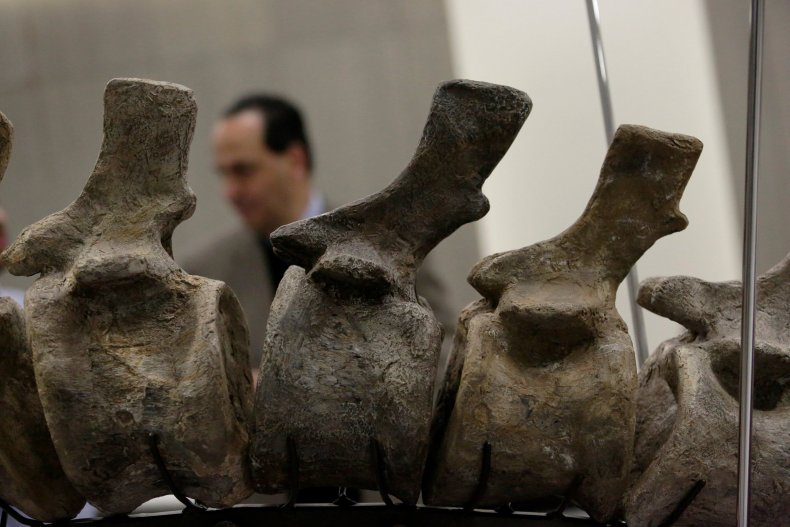 1_21_Fossilized Tail 1_21_Fossilized Tail