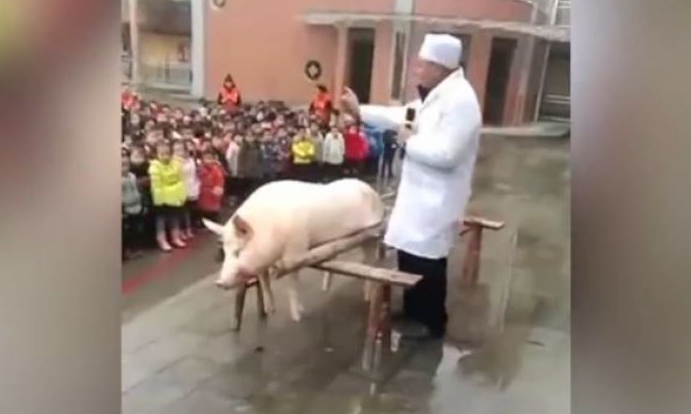 Pig_slaughtered_Chinese_Kindergarten