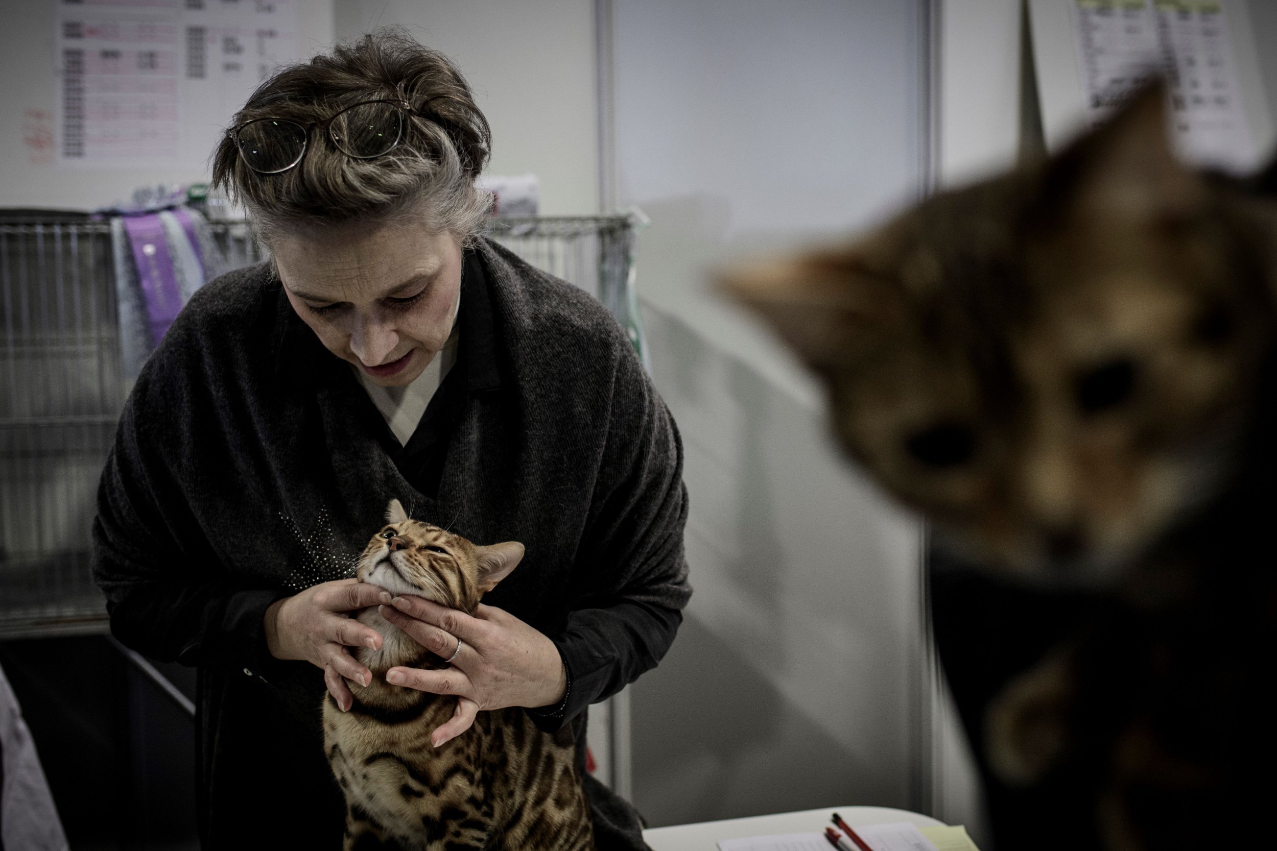 Cat at Paris Animal Show