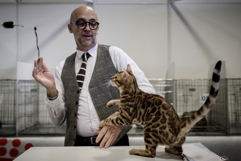Bengal cat at Paris Animal Show 2