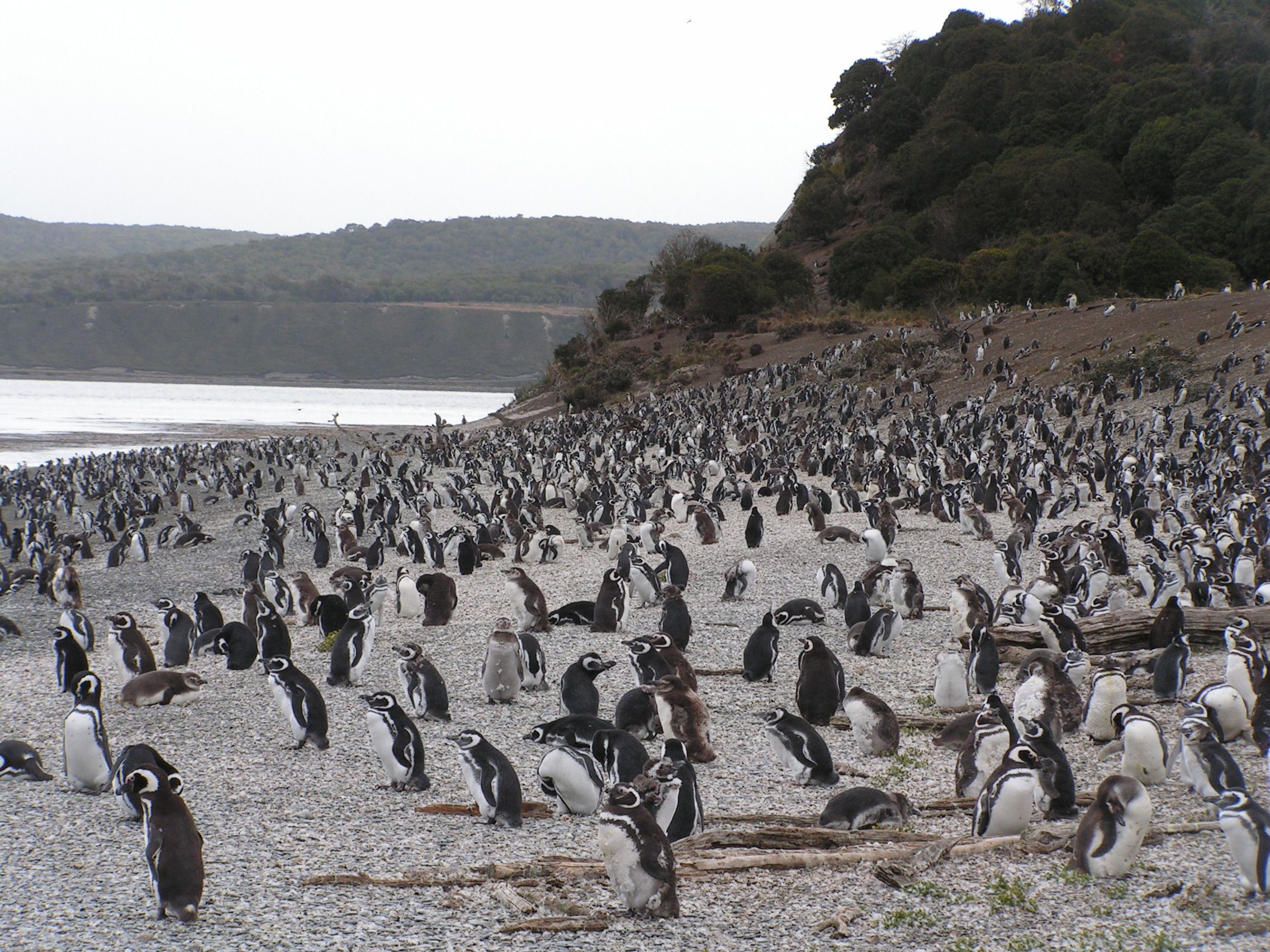 01_23_magellanic_penguin_poop