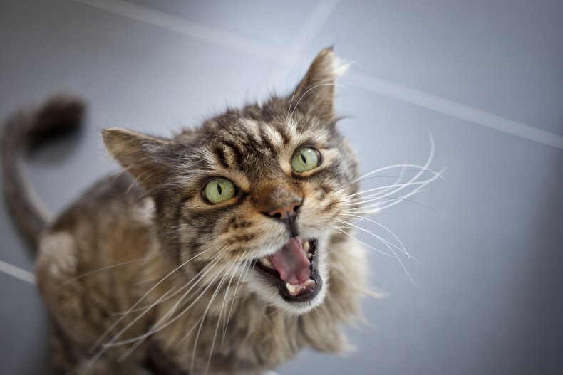 Hungry_Kitty