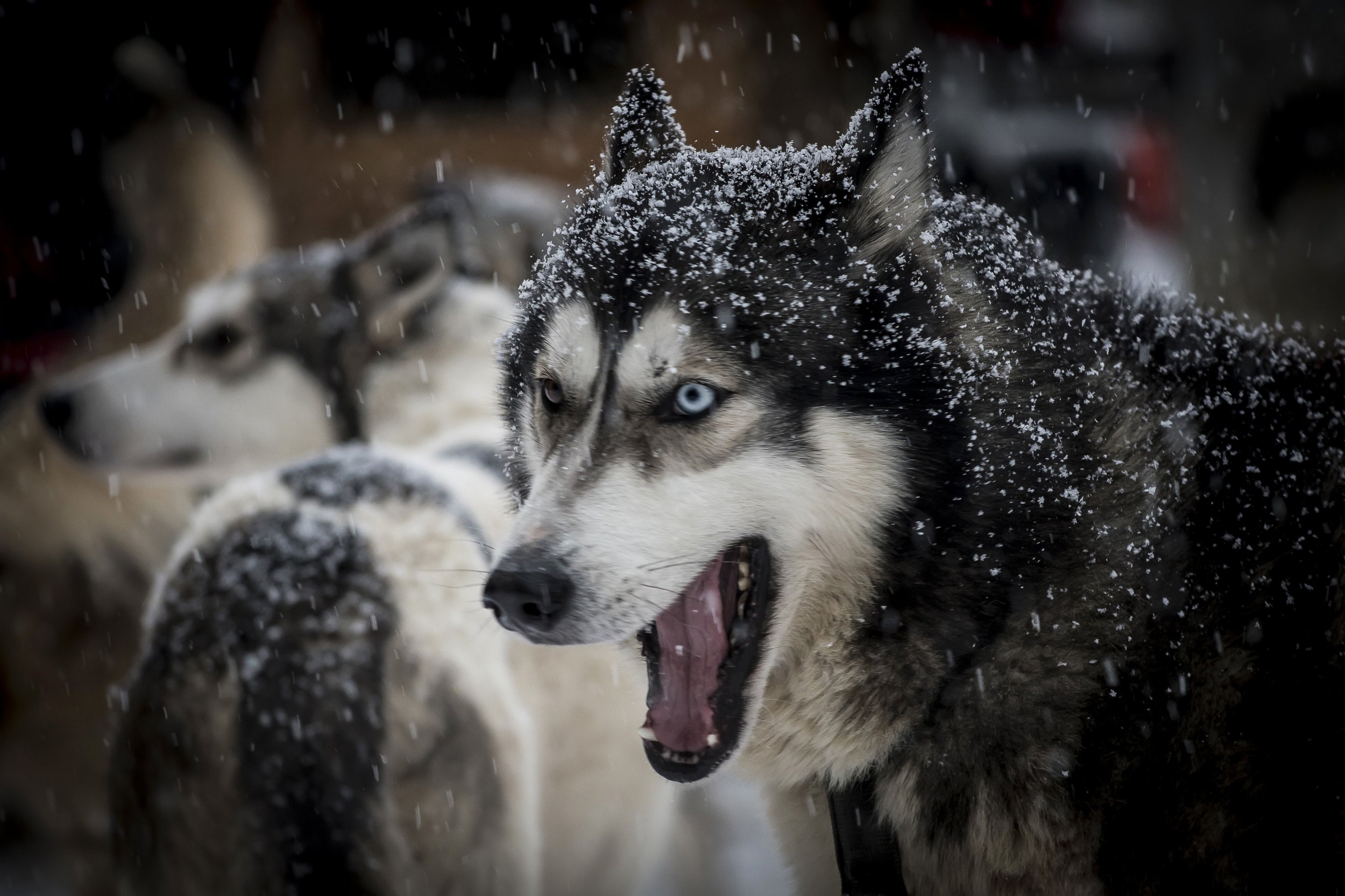 Sled dog snow