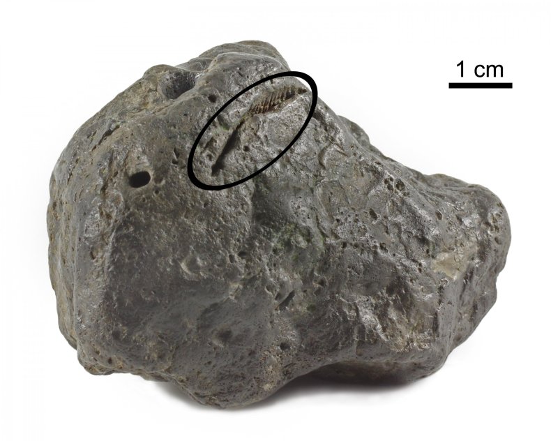 Poop_Fossil_with_Bite_Mark