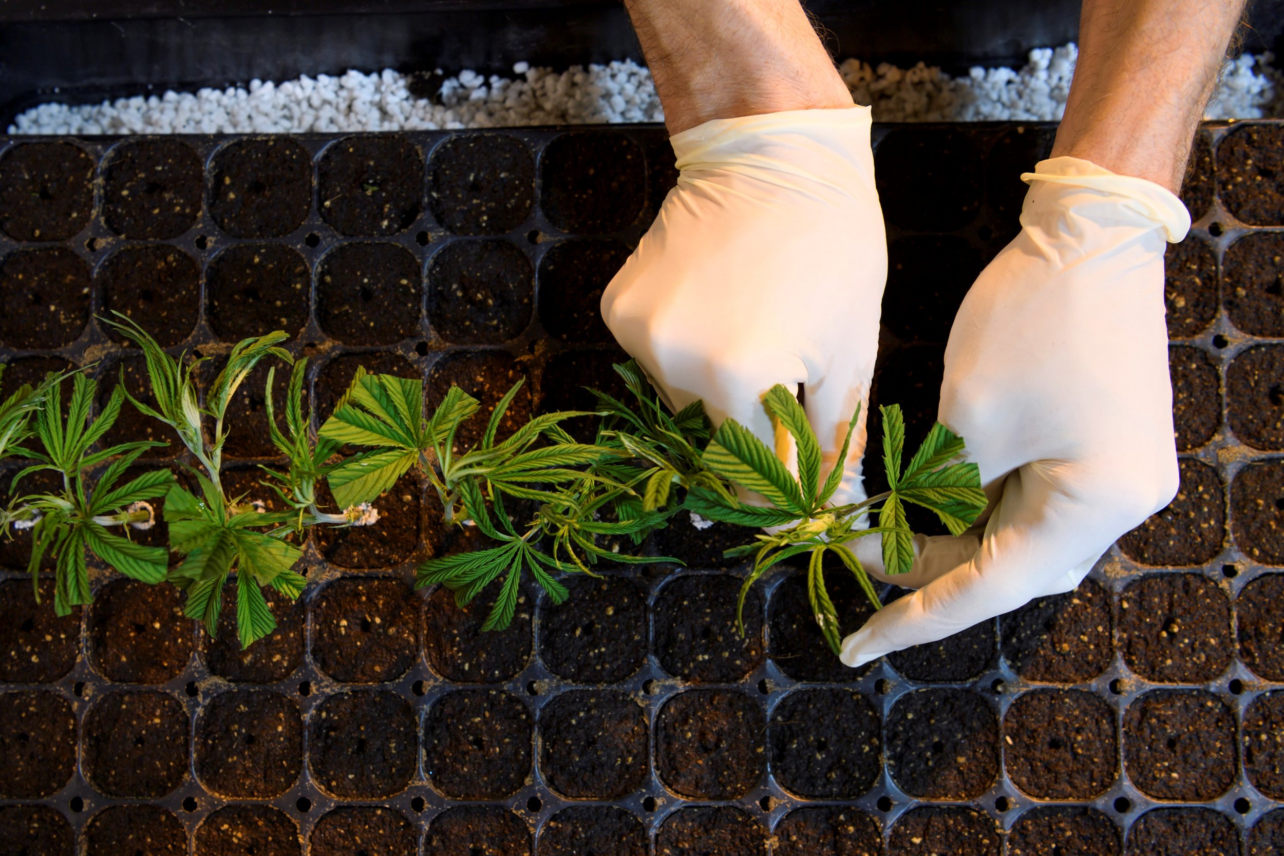 medical marijuana high CBD