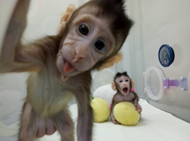 Cloned_Monkeys