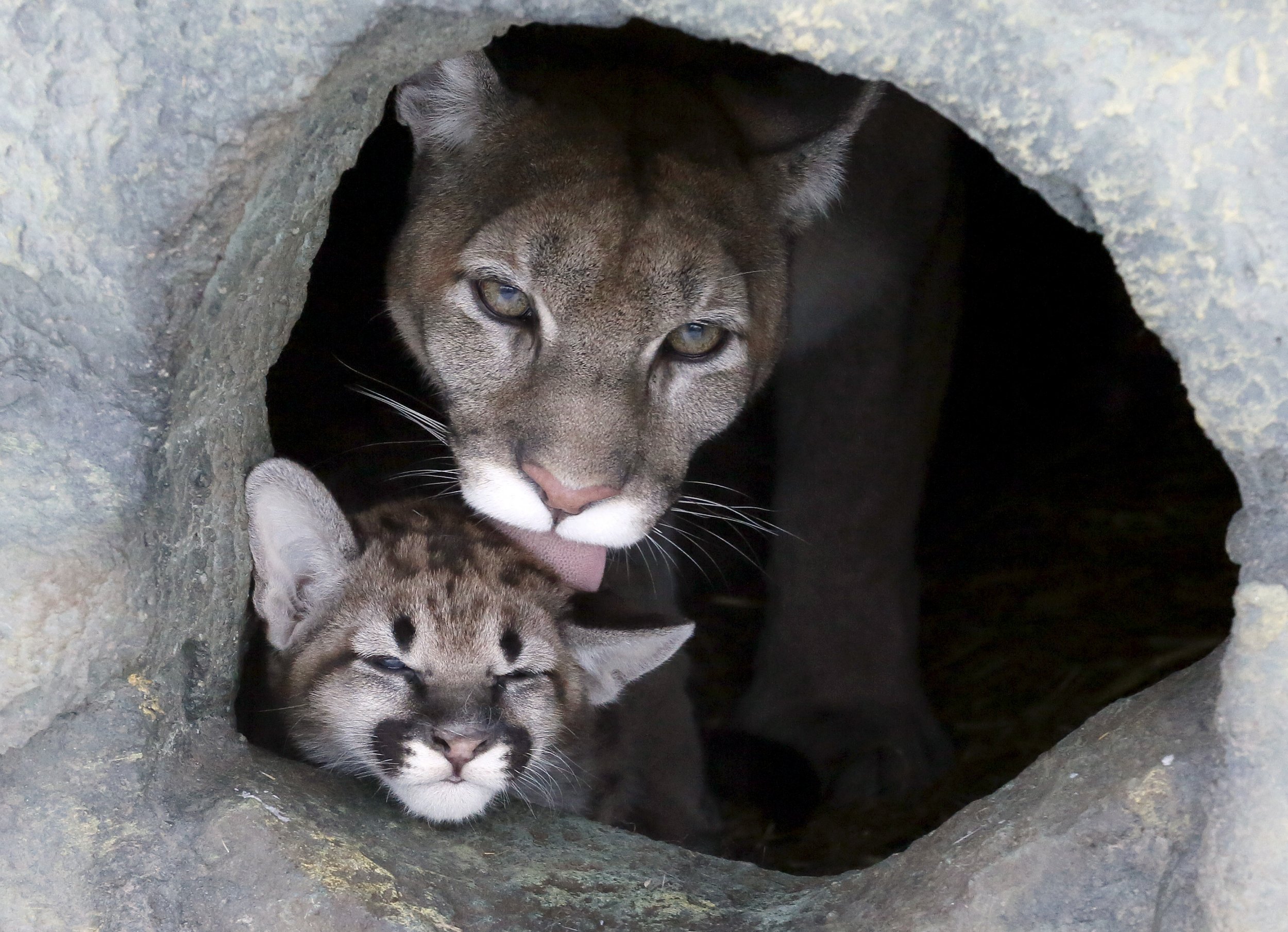 north american puma