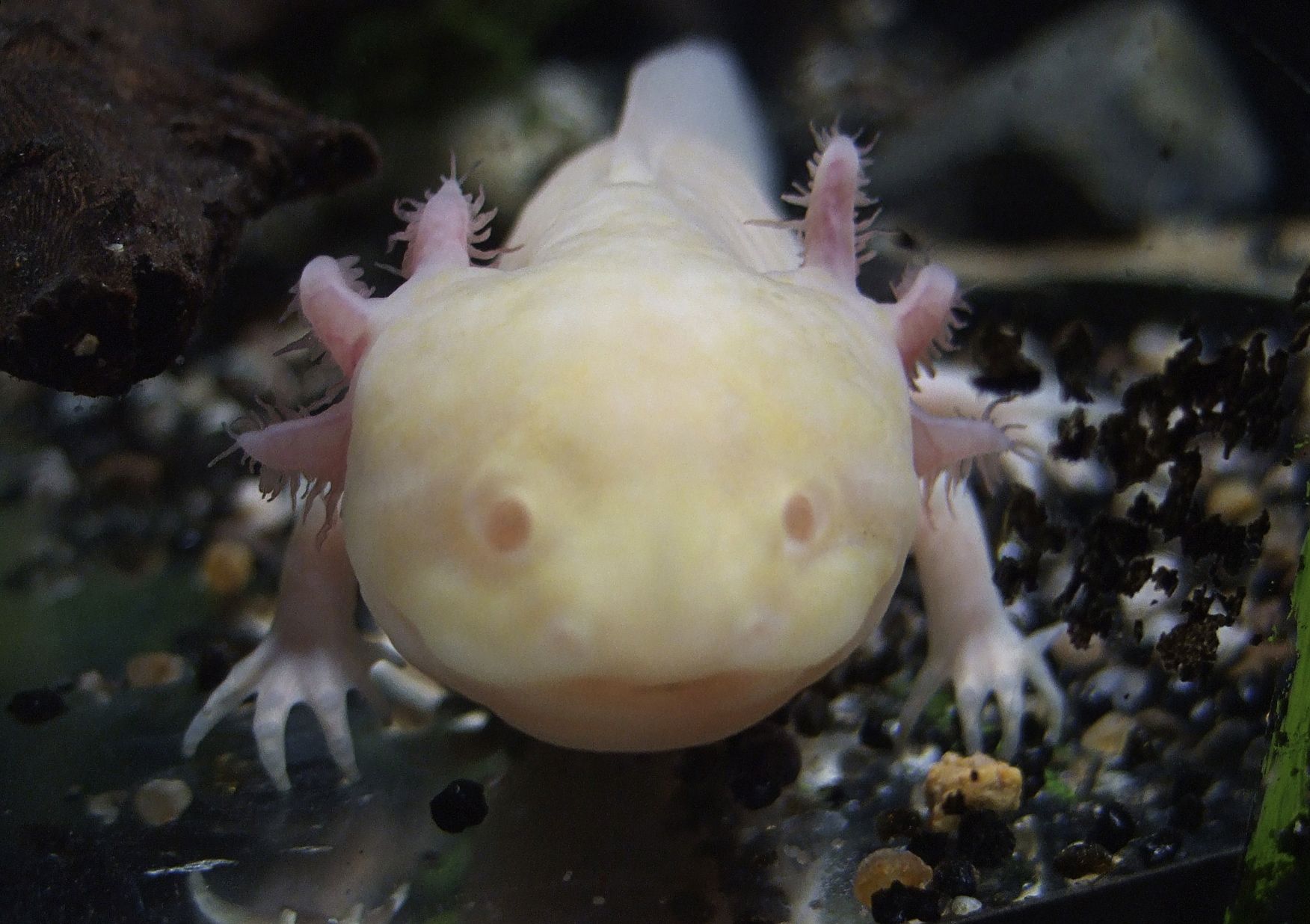 Albino_Axolotl