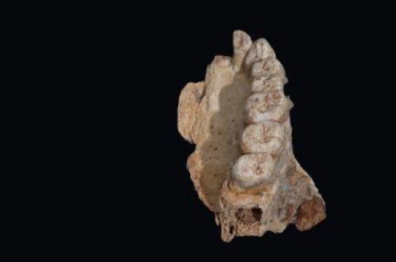 1_26_Jawbone fossil