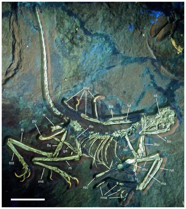 Archaeopyeryx_Scan