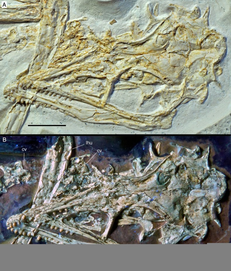 Archaeopteryx_skulls
