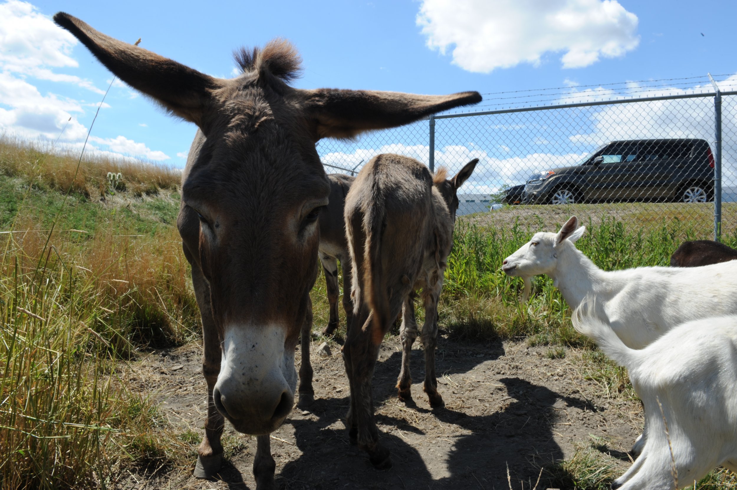 1_27_donkey goats