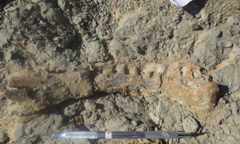 titanosaur-jaw