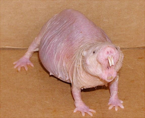 Naked_mole_rat